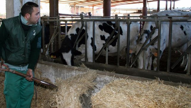 137 Ganaderos cántabros percibirán ayuda a reducción de producción de leche.