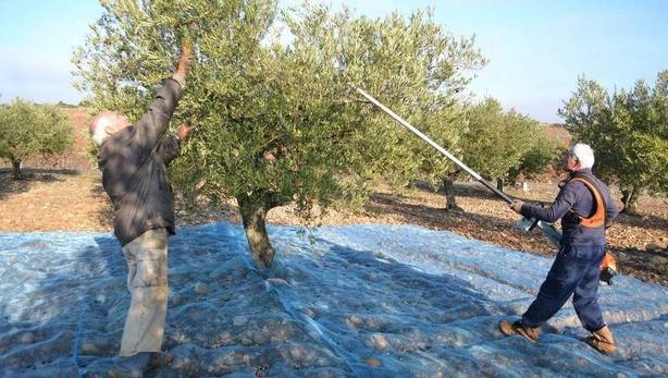 La cantidad de aceituna para elaborar aceite D.O. Navarra aumenta un 12% respecto a la campaña anterior.