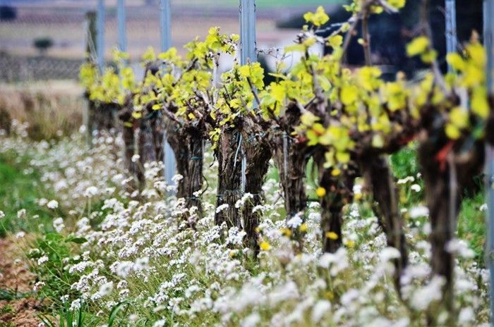 En mayo llega “La Primavera del Cava”, de la mano de once bodegas del Penedès.