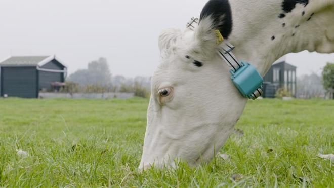 La vaca ‘techie’ da más leche.