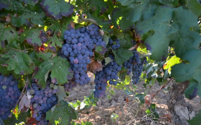Las cooperativas de Utiel-Requena crean una firma para vender su vino a granel.