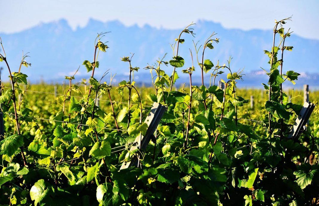 La Verema del Cava, premio al Mejor proyecto interempresarial.