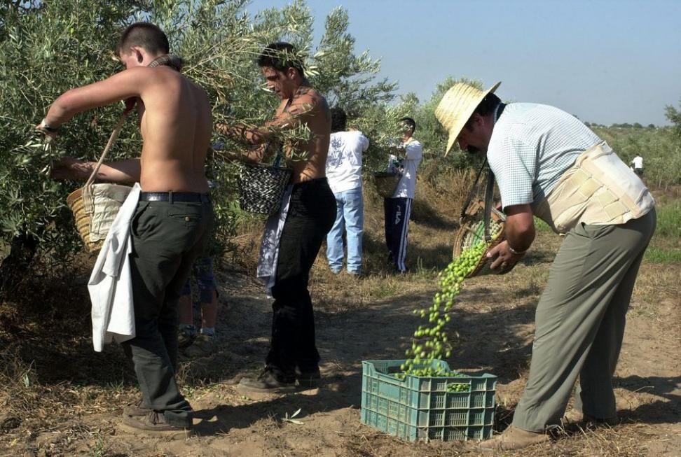 El aceite de oliva alcanza en Castellón los precios más altos en quince años.