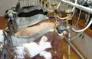El precio de la leche de oveja bajó otro 13,5% en febrero, aunque el de cabra se recupera levemente un 1,5%.