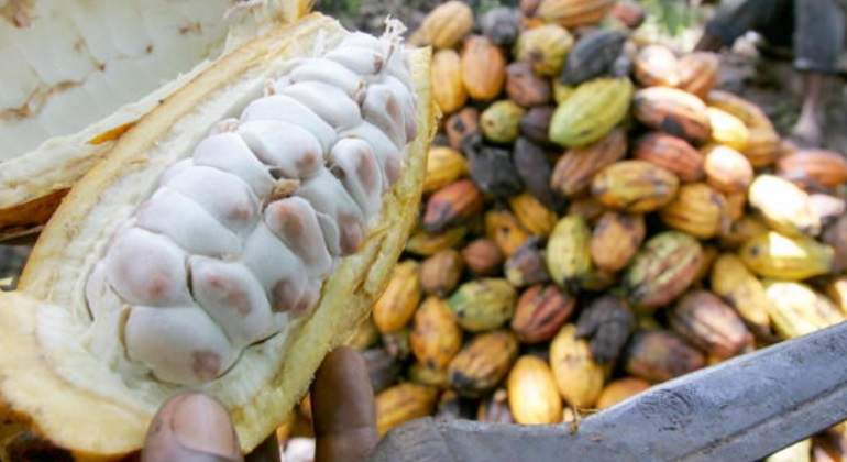 El precio del chocolate podría hundirse: llega la sobreoferta del cacao.