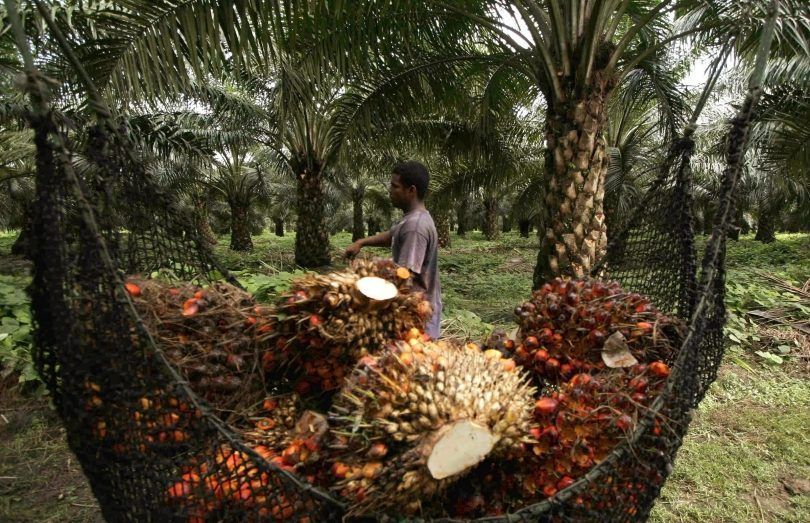 La Unión Europea también podría declarar la guerra al aceite de palma.