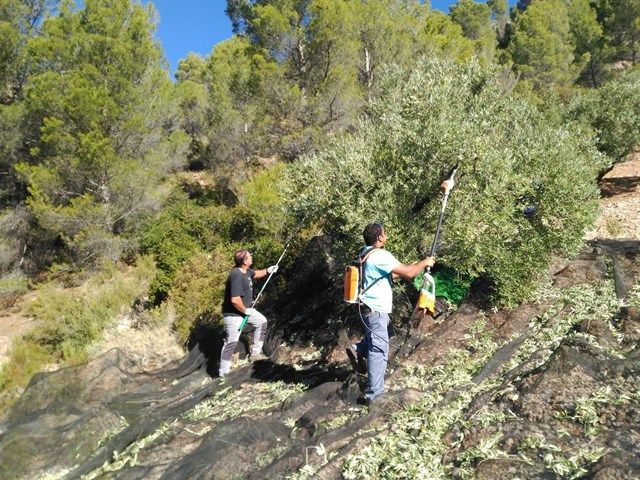 La DO Sierra de Segura falla los ‘Premios Ardilla’ a la Mayor Proporción de Aceite de Oliva Virgen Extra.