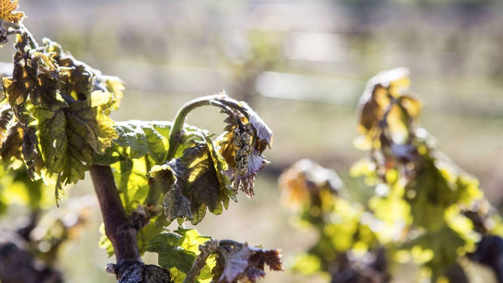 Las heladas arruinan el vino gallego