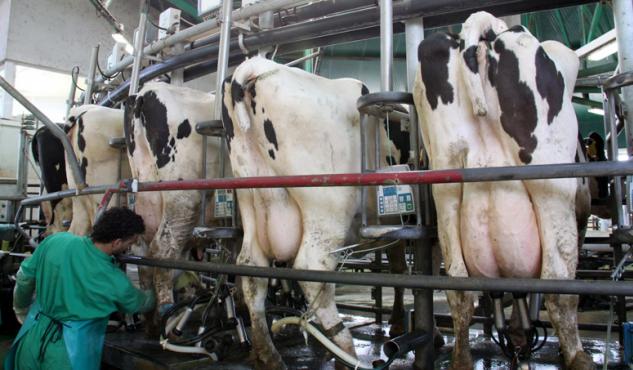 El precio de la leche en Galicia se mantiene invariable en marzo: 30,2 céntimos por litro