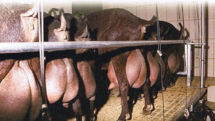 El sector de la leche de cabra arranca 2017 con una bajada de producción y ligera subida de precios en febrero .