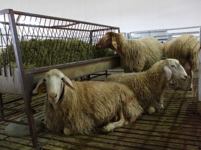 Una investigación leonesa busca producir una leche de oveja más saludable y rentable