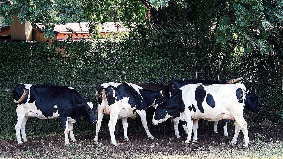 La Junta tumba la propuesta de crear la marca de leche «Pastos del Cantábrico»