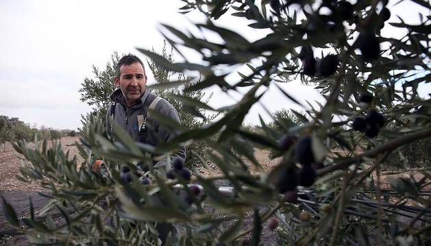 La producción de aceite baja en la Ribera un 46% tras una campaña récord