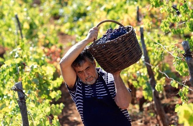 Piden al Gobierno que las bodegas que incumplan la Ley de Cadena Alimentaria no tengan derecho a subvenciones