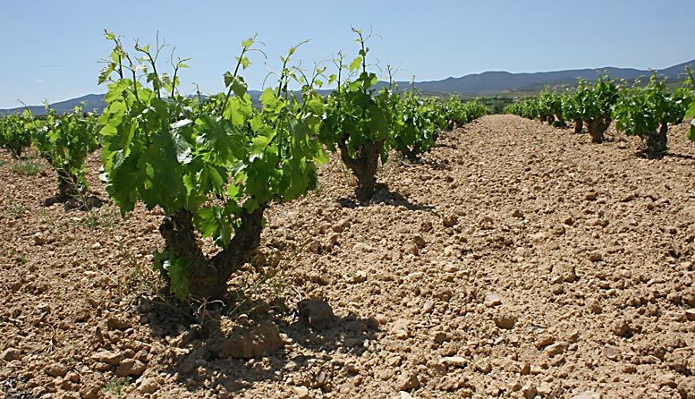 Las heladas ‘despiertan’ al mercado del vino
