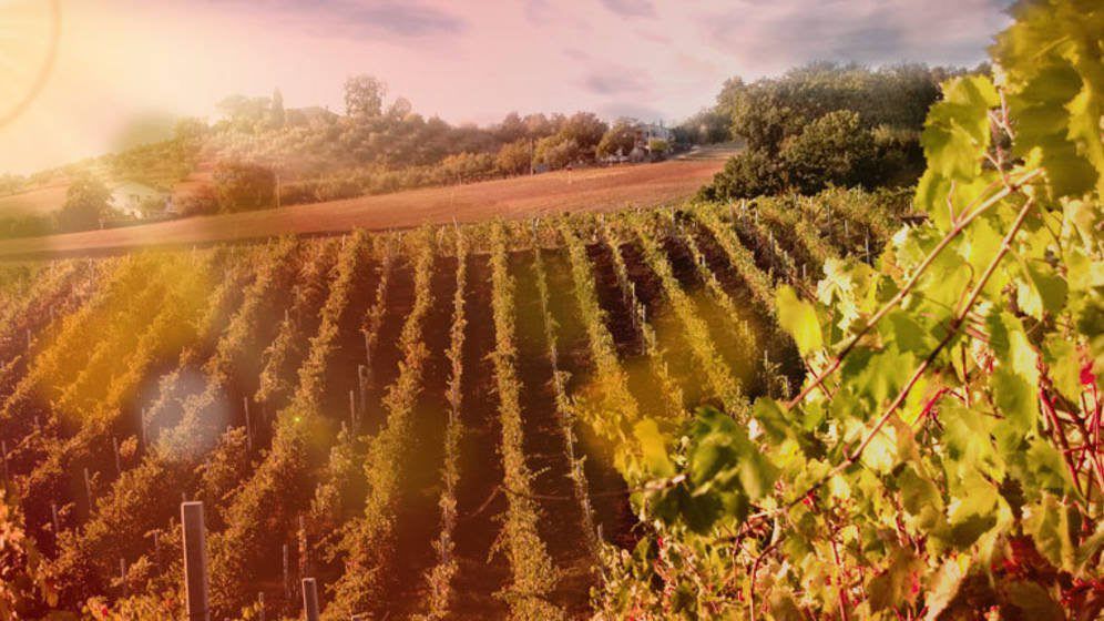 El ERE de Codorníu pone al sector del cava frente a sus peores fantasmas.