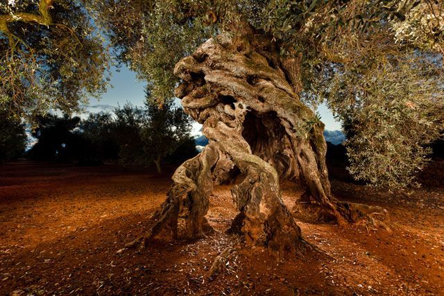 Un paseo entre olivos milenarios