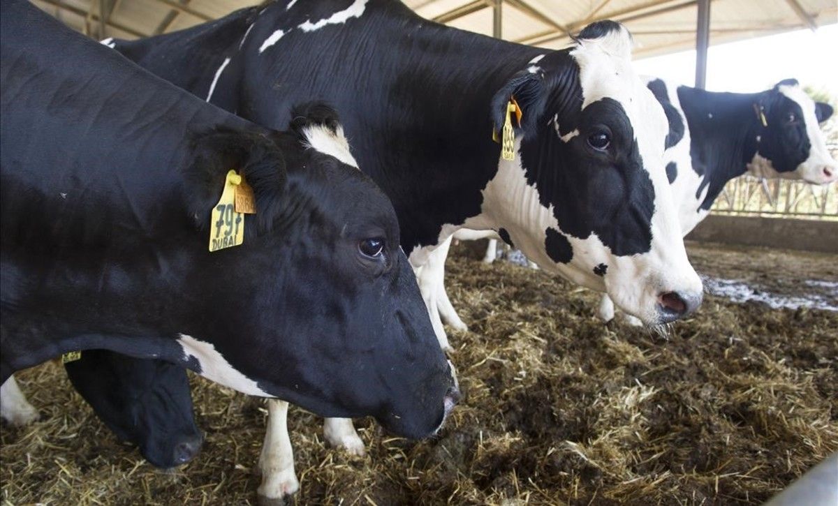 La Generalitat autorizará la venta de leche cruda de ganaderos a particulares