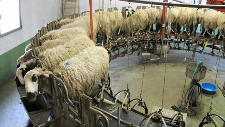 Marzo 2017: baja el precio de la leche de oveja más de un 9% frente al año anterior