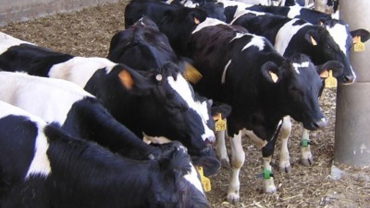 Las industrias lácteas han recogido en febrero 542.400 toneladas de leche, un 4,3% menos que hace un año