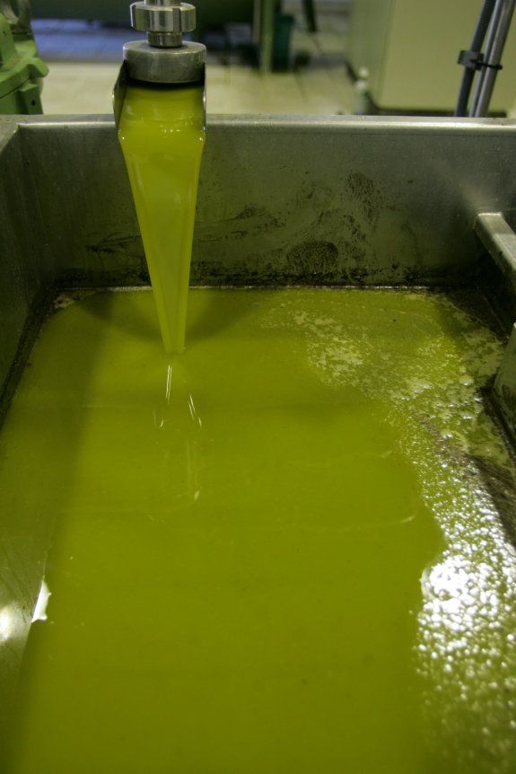 Málaga cierra la campaña de producción de aceite de oliva con apenas 46.500 toneladas