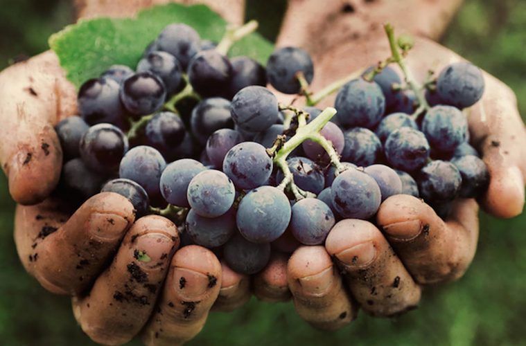 Salón de los Vinos Naturales en Madrid