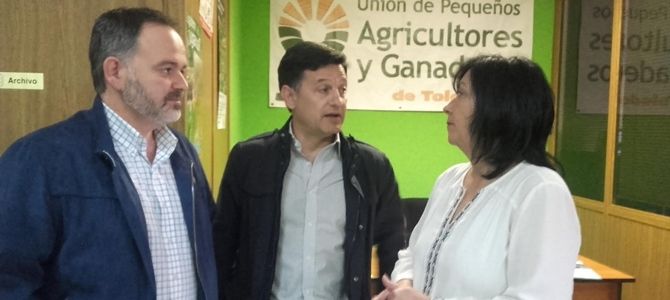 La producción de aceite de oliva se reducirá este año un 9 por ciento