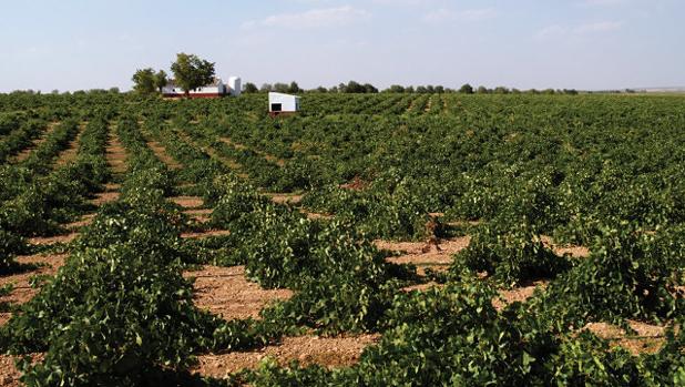 Un vino de Albacete, «Viña La Ceja», oro en el Concurso de Bruselas