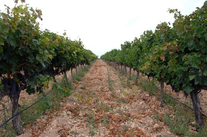 La superficie agraria ecológica de la Comunitat Valenciana aumenta un 20% en dos años