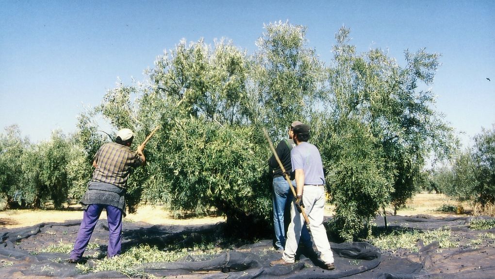 España produce el 44% del aceite mundial sin poder competir con las marcas italianas