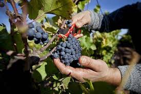 Barcelona acogerá el «Catalonia Wine and Cava Business Forum»