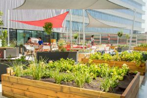 Mahou San Miguel instala un huerto ecológico en su sede