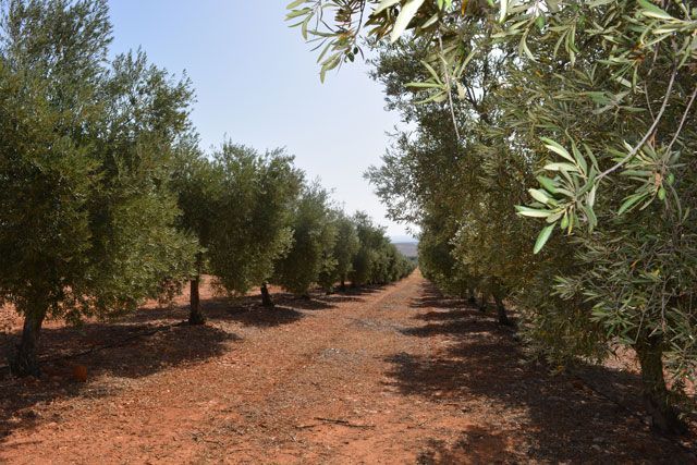 Los olivareros del río Guadalbullón ya pueden regar