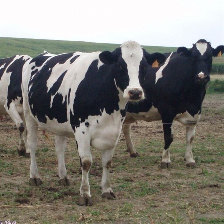Casi 200 ganaderos de vacuno de leche han tenido que abandonar su actividad en lo que va de año