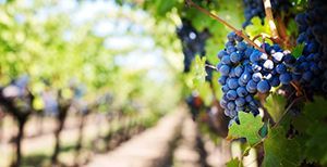 Las bodegas de zonas turísticas esperan aumentar sus visitas un 10% este verano