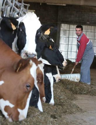 La producción de leche se dispara en primavera y llega a las 181.000 toneladas