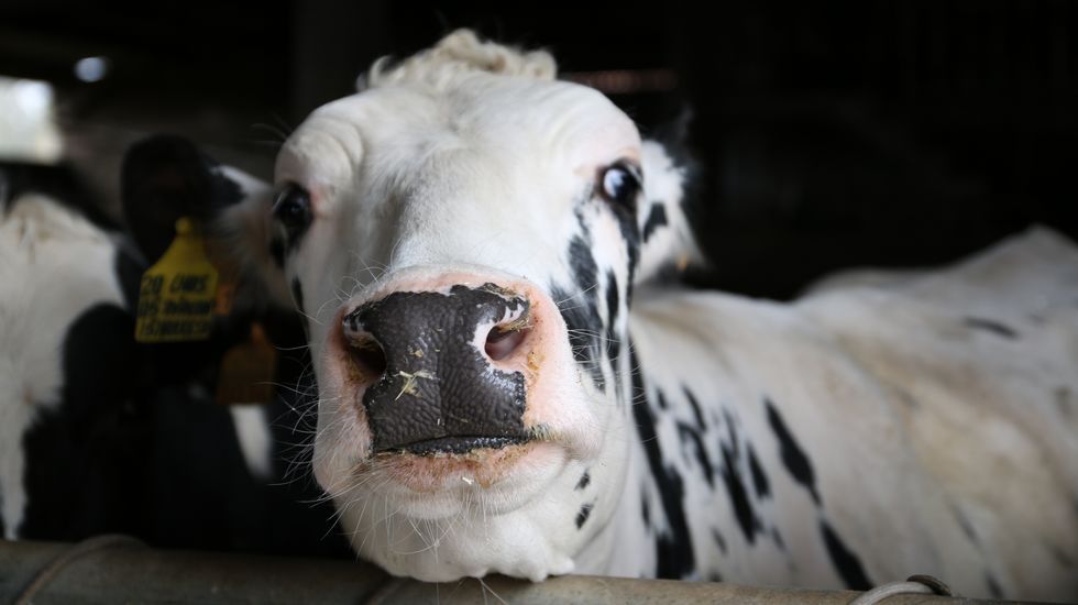 Barbanza duplica la producción de leche con el menor número de granjas