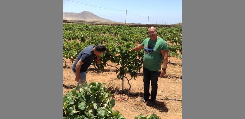 Conatvs, primer vino con Denominación de Origen Protegida de Fuerteventura