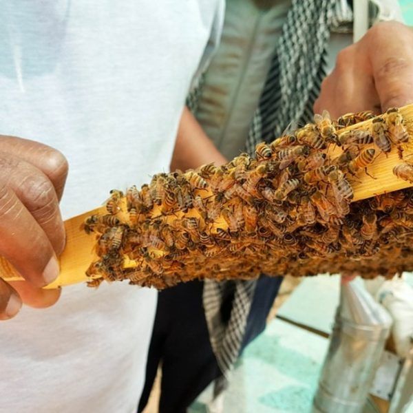 La cerveza artesanal elaborada a partir de miel de abejas