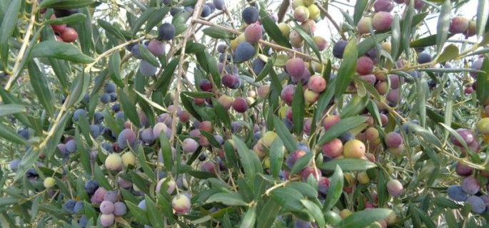 La producción de aceite de oliva en la campaña 2017/2018 se estima que será, al menos, un 10% inferior a la actual