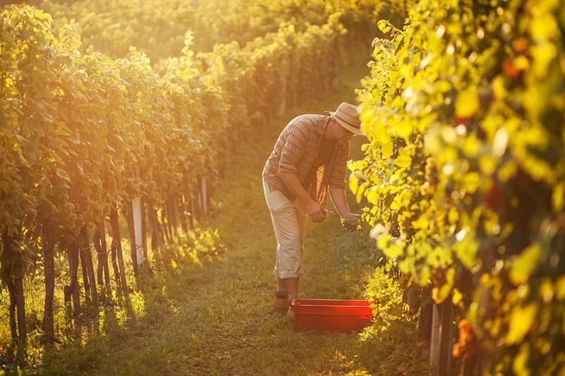 Crean el primer seguro que protege frente a la pérdida de la producción vitivinícola