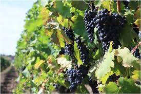 Las olas de calor pueden ser grandes aliadas del vino