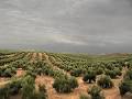 Limitaciones a la propiedad rústica: Definición de la Unidad Mínima de Cultivo en el olivar tradicional