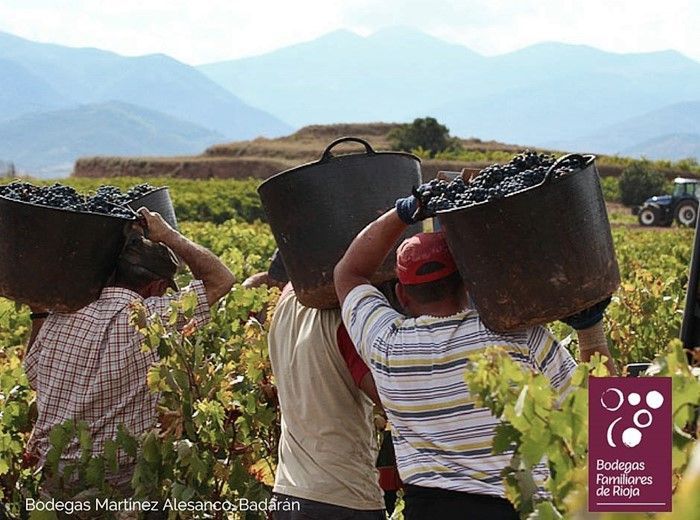 Bodegas Familiares lamenta la exclusión de las pequeñas bodegas en los repartos de viñedo