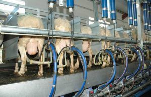 El precio medio de la leche de oveja sigue a la baja y cae un 5,1% en junio mientras la de cabra sube un 5,3%