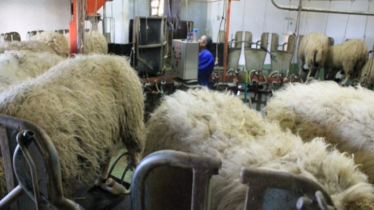 En junio sube la producción de leche de oveja un 2,9% mientras el precio cae un 5% en relación al año pasado