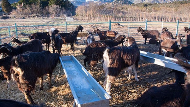 El sector de la leche de cabra: mantenimiento de la producción, suben los precios, se incrementan los ganaderos