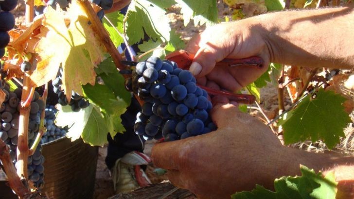 La variedad de uva para espumosos adelanta la vendimia en Cataluña