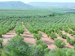 La IGP Aceite de Jaén espera el visto bueno de la Comisión Europea