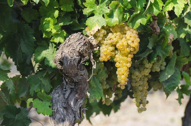 La vendimia va intensificándose en los viñedos de la Denominación de Origen y se confirma la alta calidad de la uva